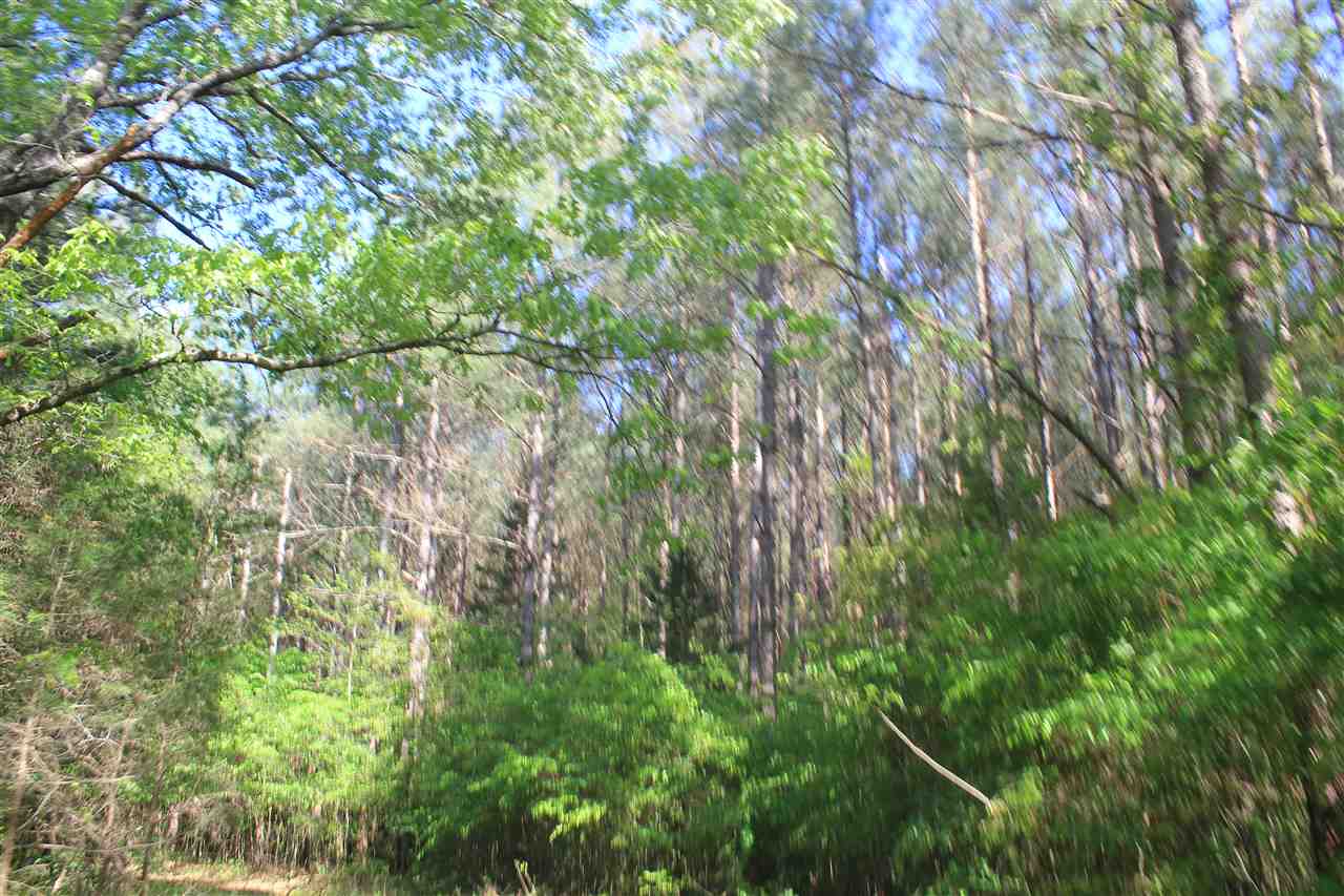 1600 Country Church Road Lamar, MS 38642 - Photo 6 of 25 a view of a tree