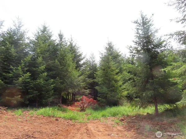 a view of a yard with a tree