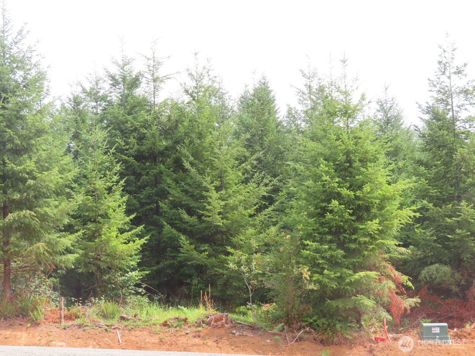 -lot D Mill Creek Road Longview, WA 98632 - Photo 14 of 25 a view of a forest with lush green forest