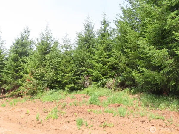 a view of a yard with a tree