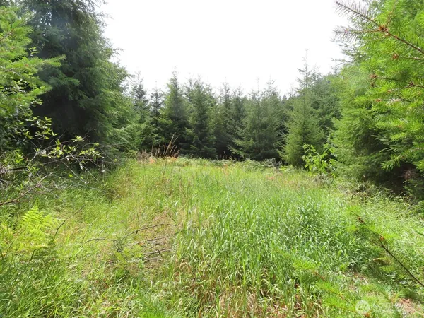 a view of backyard with green space