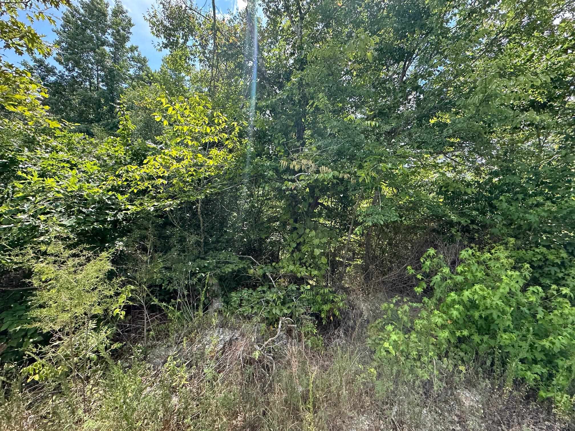 View of local wilderness