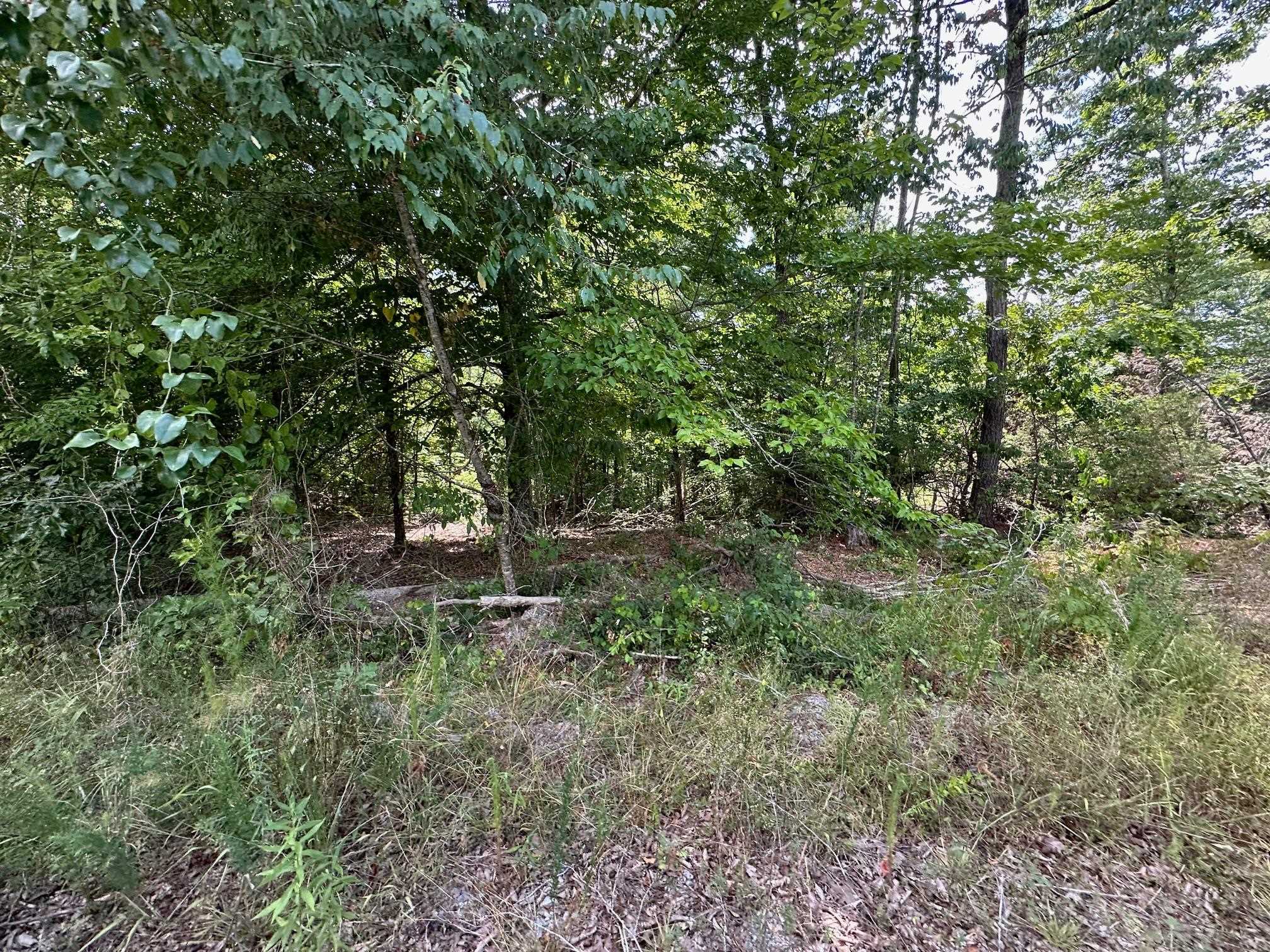 17 Bruton Road Savannah, TN 38372 - Photo 10 of 13 View of nature
