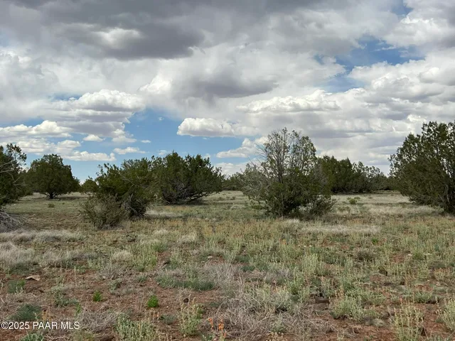 a view of a dry yard with trees