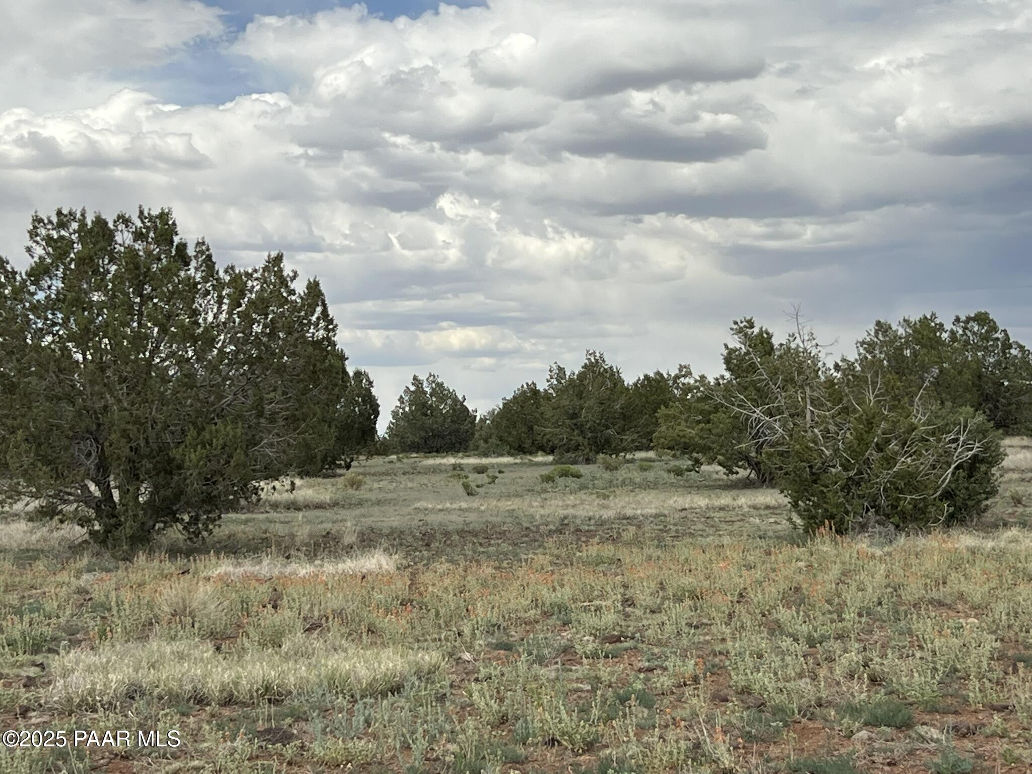 2653 West Plate Road Williams, AZ 86046 - Photo 3 of 6 a view of dirt field with large trees