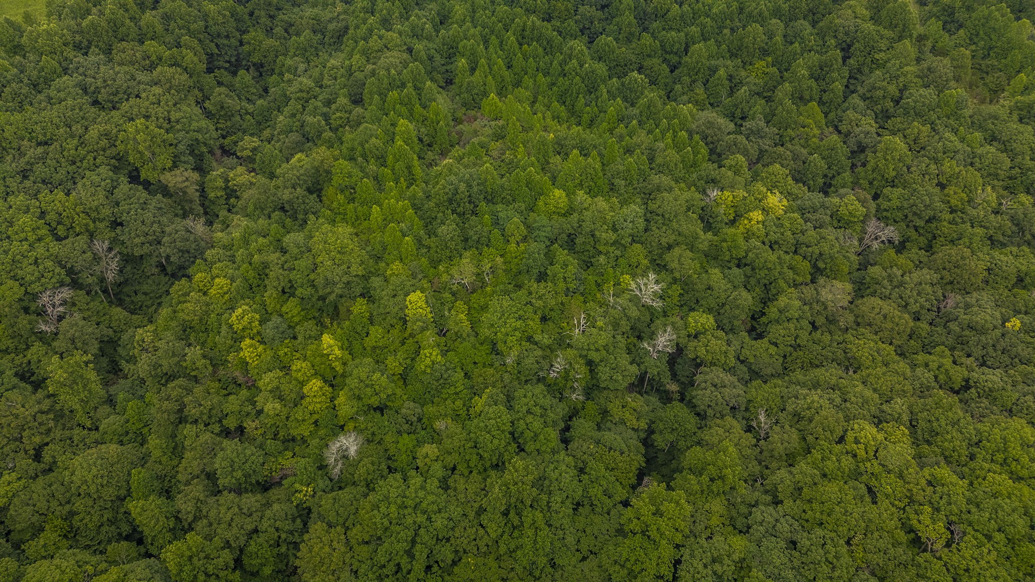 150 Mt Vernon Church Road Bethpage, TN 37022 - Photo 48 of 65 Gallery Image 48