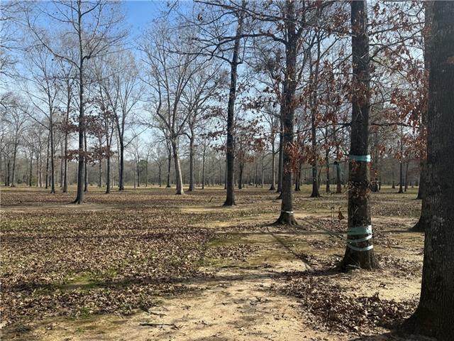 195 Varvarosky Road Deville, LA 71328 - Photo 4 of 21