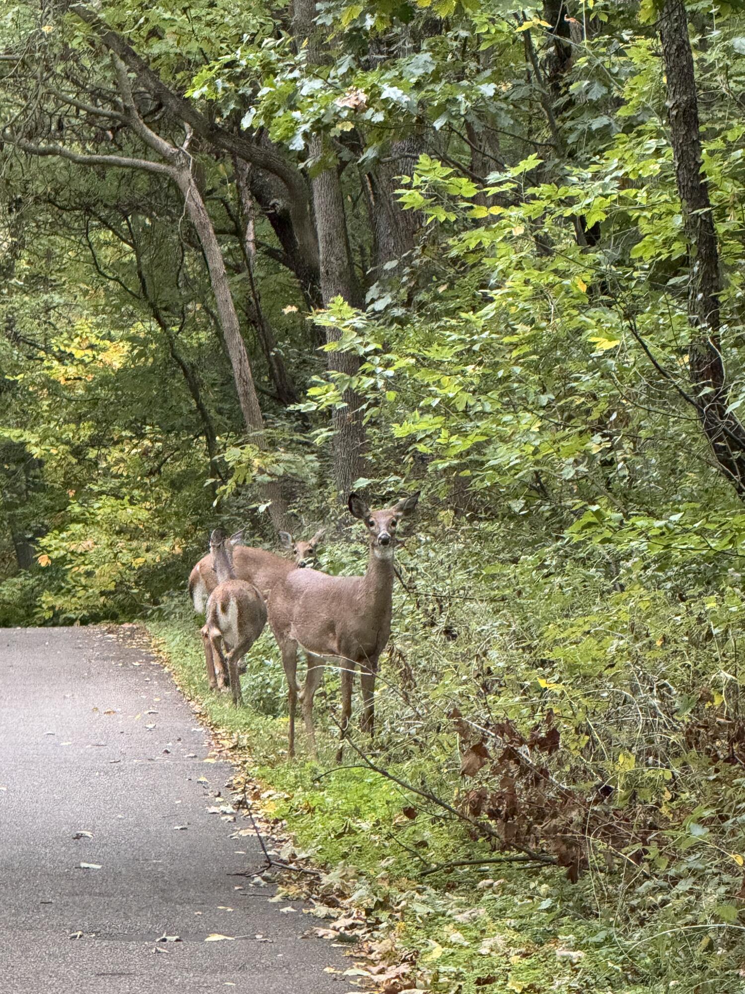 1286 Bridge Road Allegan, MI 49010 - Photo 43 of 51 Wildlife