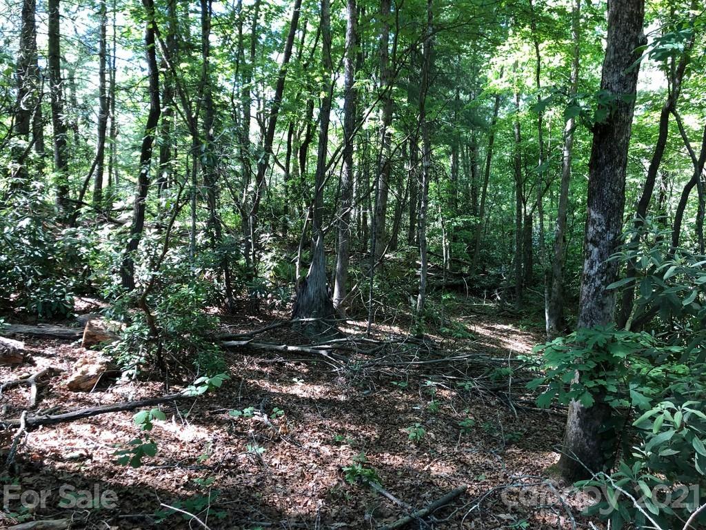 45 Jake Ridge Trail, Unit 30 Fletcher, NC 28732 - Photo 10 of 12 a view of a forest with lots of trees