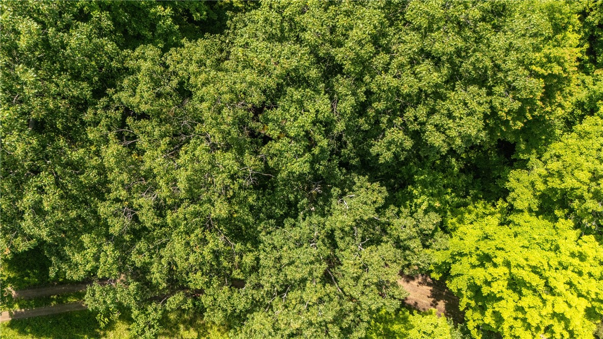 1910 Brush Road Hartsville, NY 14843 - Photo 28 of 30 Heavily wooded property.