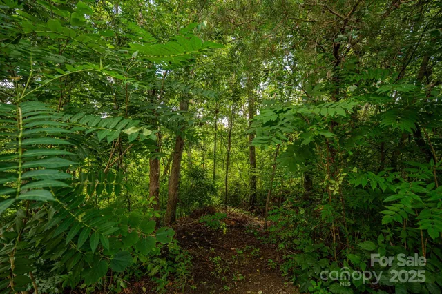 a view of a lush green forest