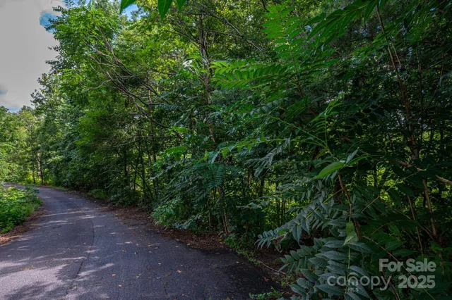 a view of a forest that has plants and a tree
