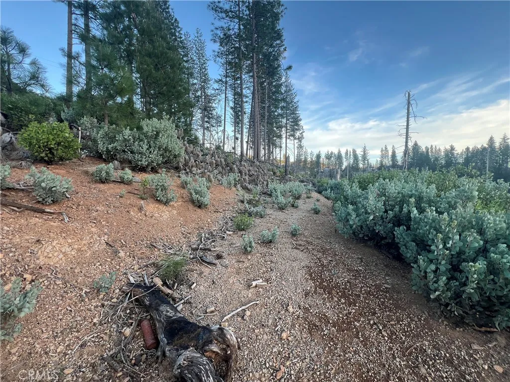16749 Starview Loop Cobb, CA 95426 - Photo 18 of 25 a view of a yard with trees