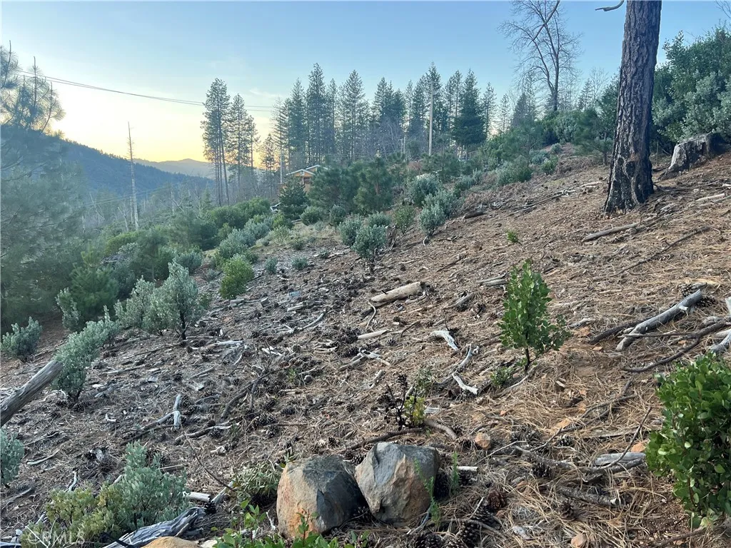 16749 Starview Loop Cobb, CA 95426 - Photo 21 of 25 a view of a forest with trees
