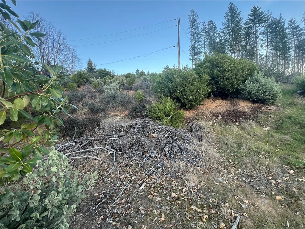 16749 Starview Loop Cobb, CA 95426 - Photo 10 of 25 a view of a forest with a tree in the background