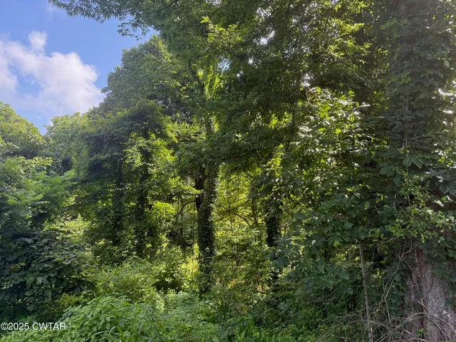 a view of a backyard with plants and large trees
