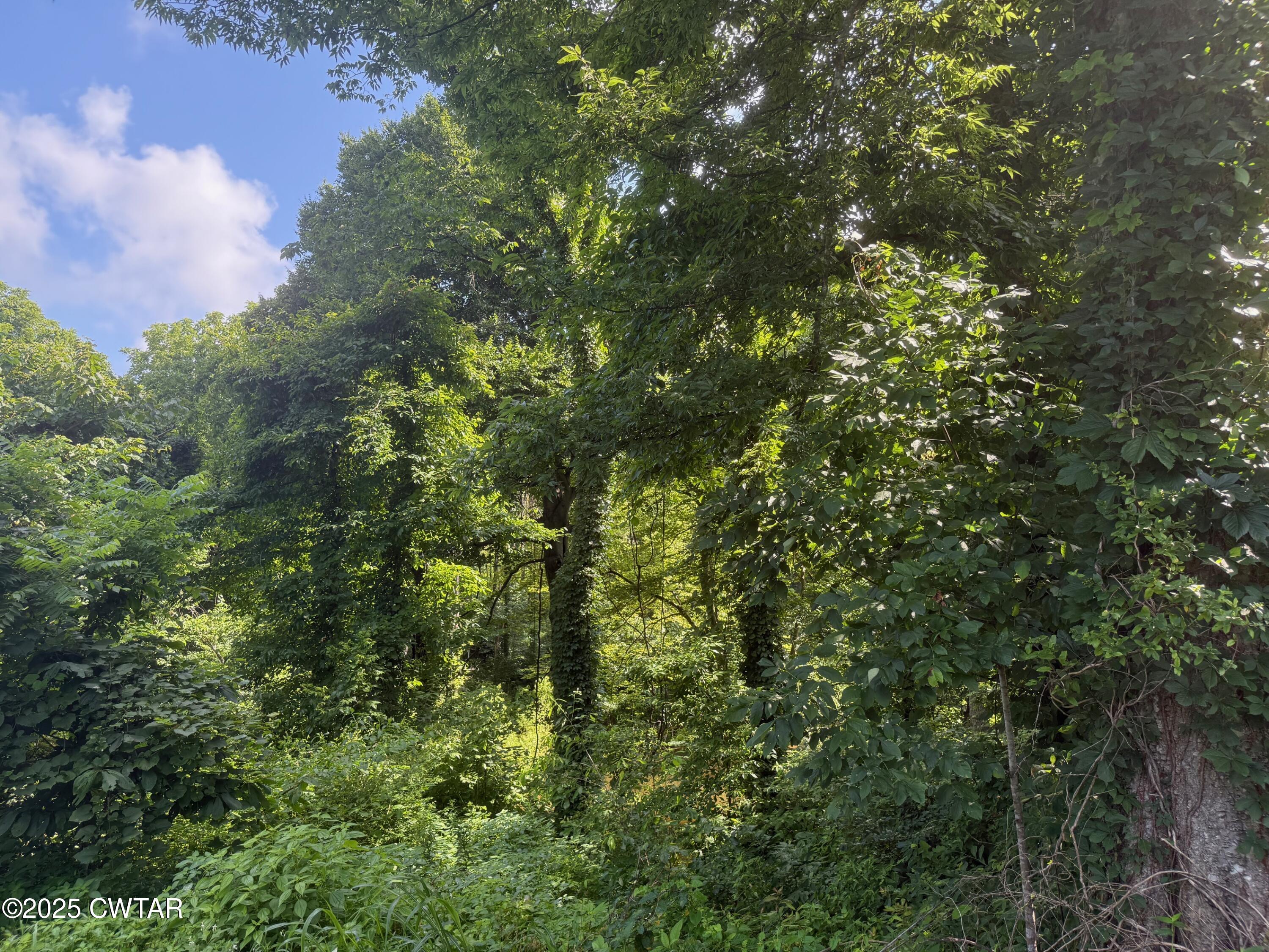 972 Cleve Duke Road Hornbeak, TN 38232 - Photo 27 of 36 a view of a tree