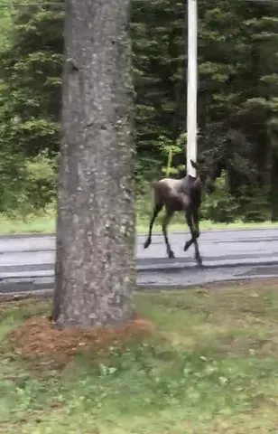 $149,000 | 4269 Aroostook Road, Winterville Plt, ME 04739