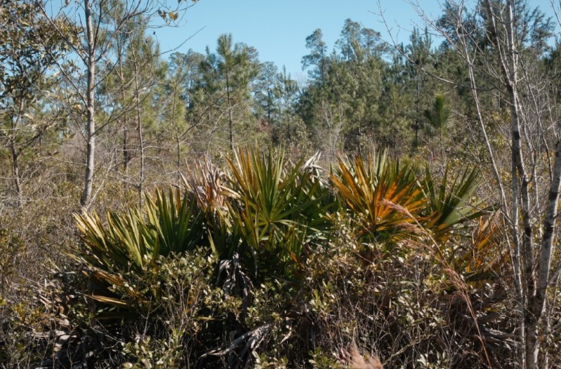 169 Johns Way Nahunta, GA 31553 - Photo 5 of 11