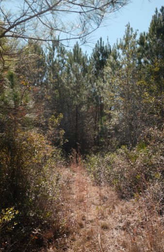 169 Johns Way Nahunta, GA 31553 - Photo 6 of 11