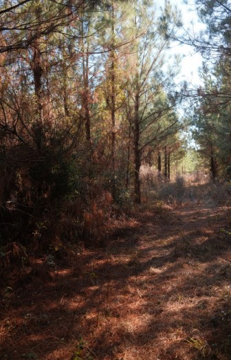 169 Johns Way Nahunta, GA 31553 - Photo 7 of 11