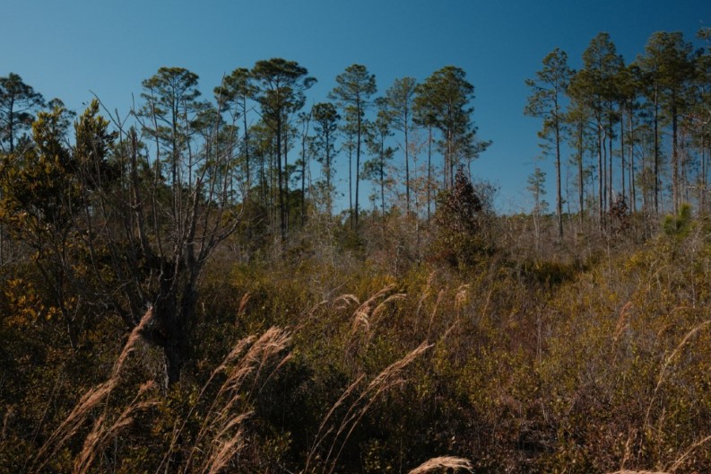 169 Johns Way Nahunta, GA 31553 - Photo 10 of 11