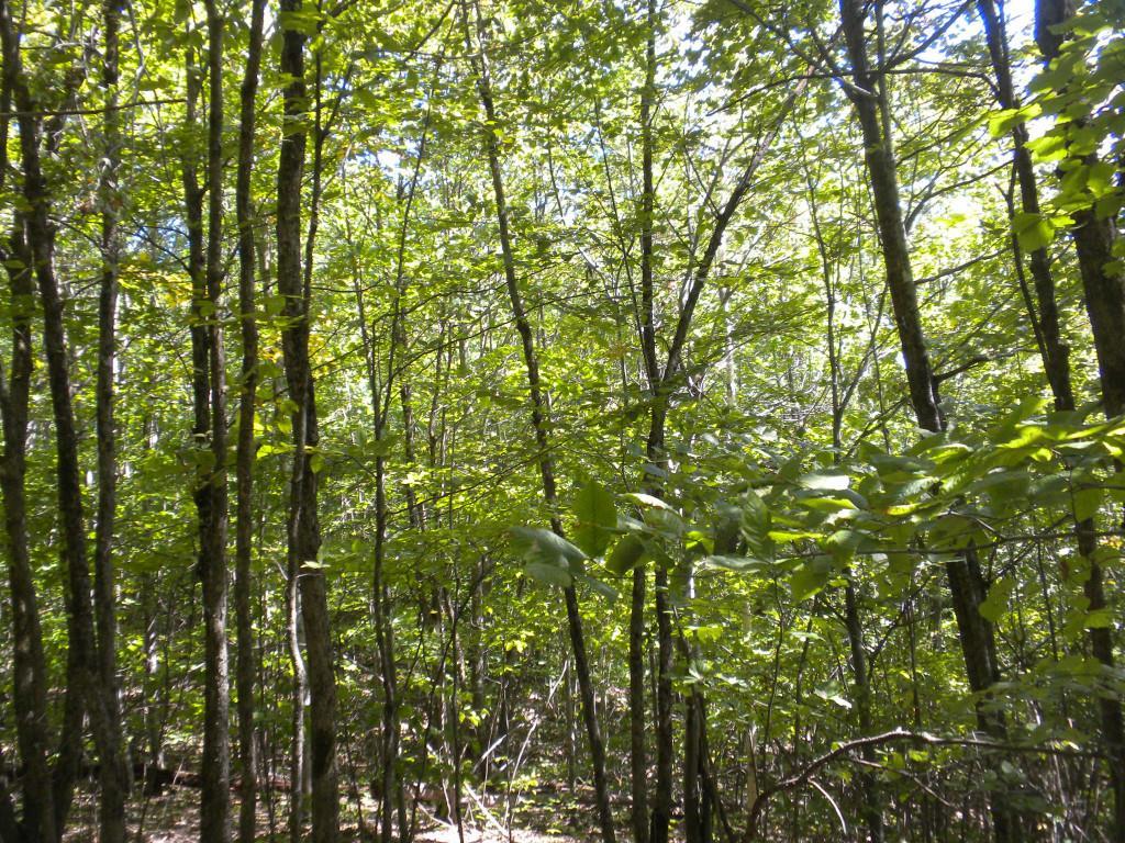647 Poland Spring Road Casco, ME 04015 - Photo 11 of 23 Photo