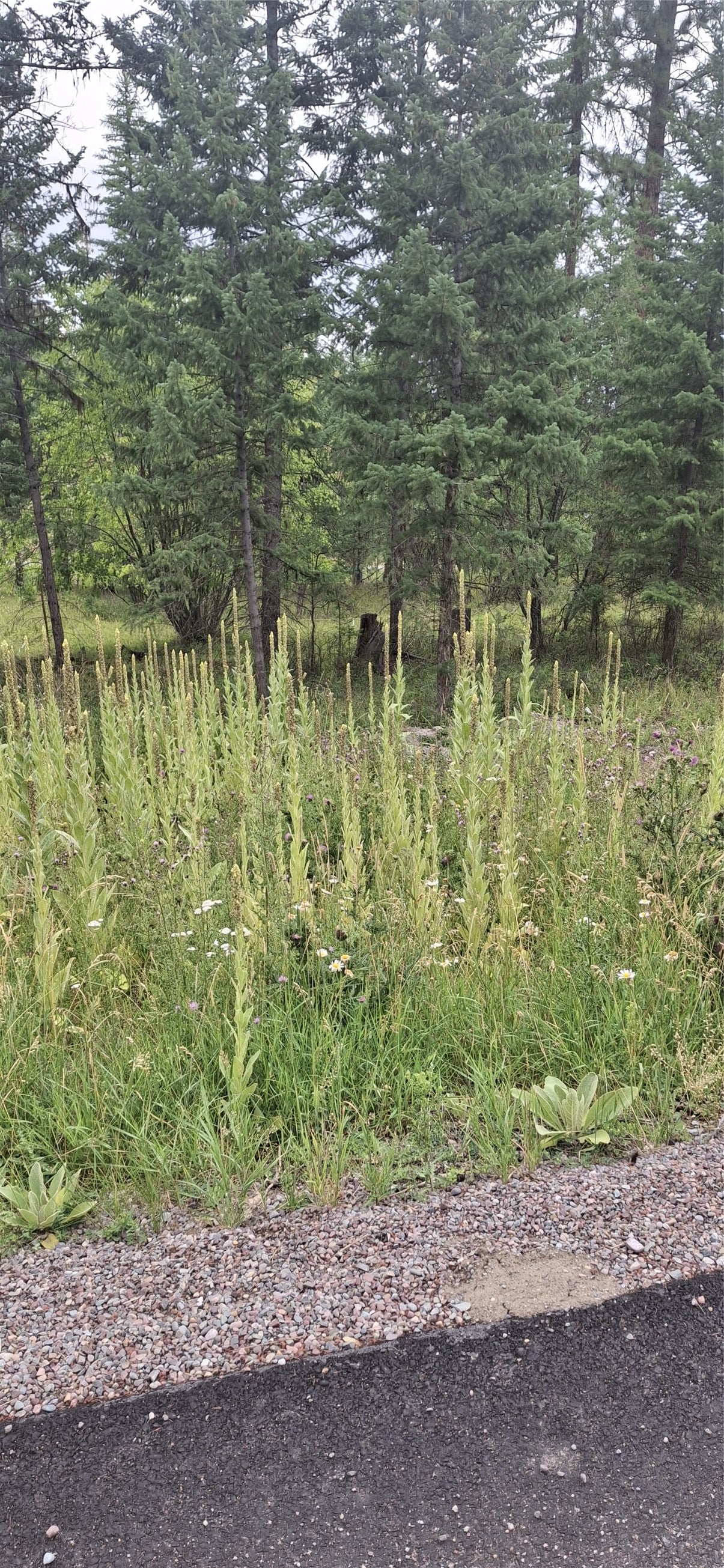 302 Skookum Road, Unit LOT 12 Lakeside, MT 59922 - Photo 1 of 1 Little over .5 acres
