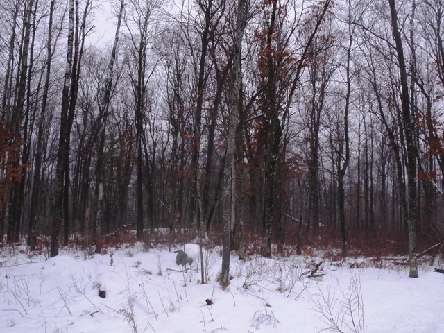 Primary Photo
