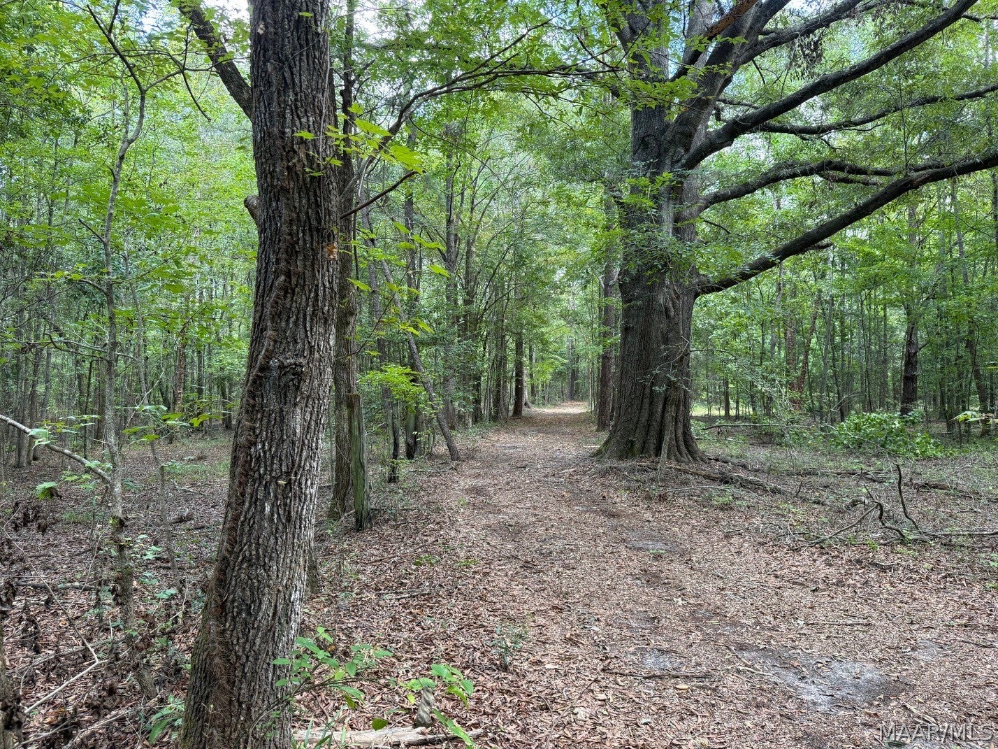 0 County Road 4 Road Fitzpatrick, AL 36029 - Photo 1 of 28 Gallery Image 1