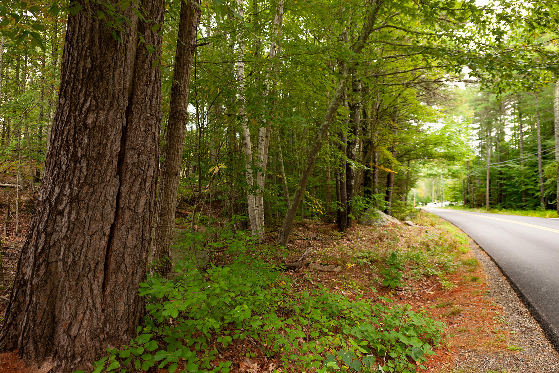 54 Logging Road York, ME 03902 - Photo 1 of 9 _DSC2261-Edit