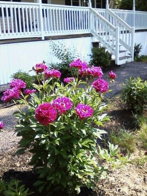 3 Fairoaks Drive Springvale, ME 04083 - Photo 23 of 25 Yard