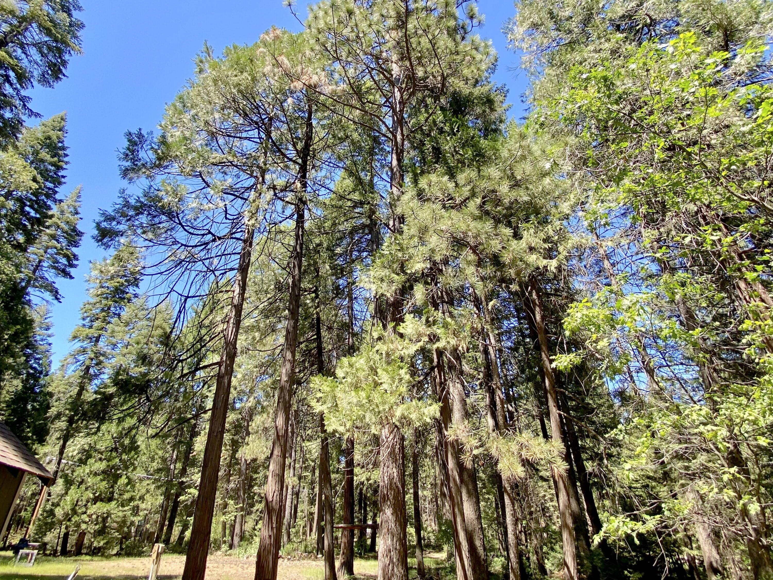 33117 Sites Road Shingletown, CA 96088 - Photo 12 of 23 a view of a tree