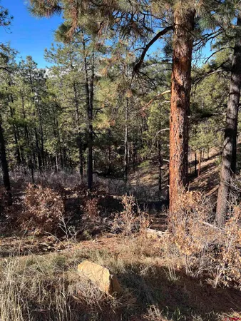 a view of a tree in a yard