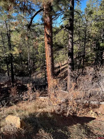 a view of a house with lots of trees