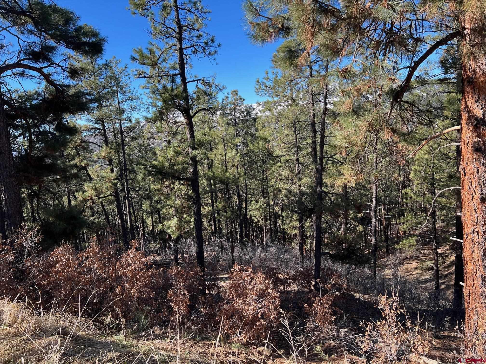 238 Deer Ridge Drive Bayfield, CO 81122 - Photo 13 of 16 a view of a house with lots of trees