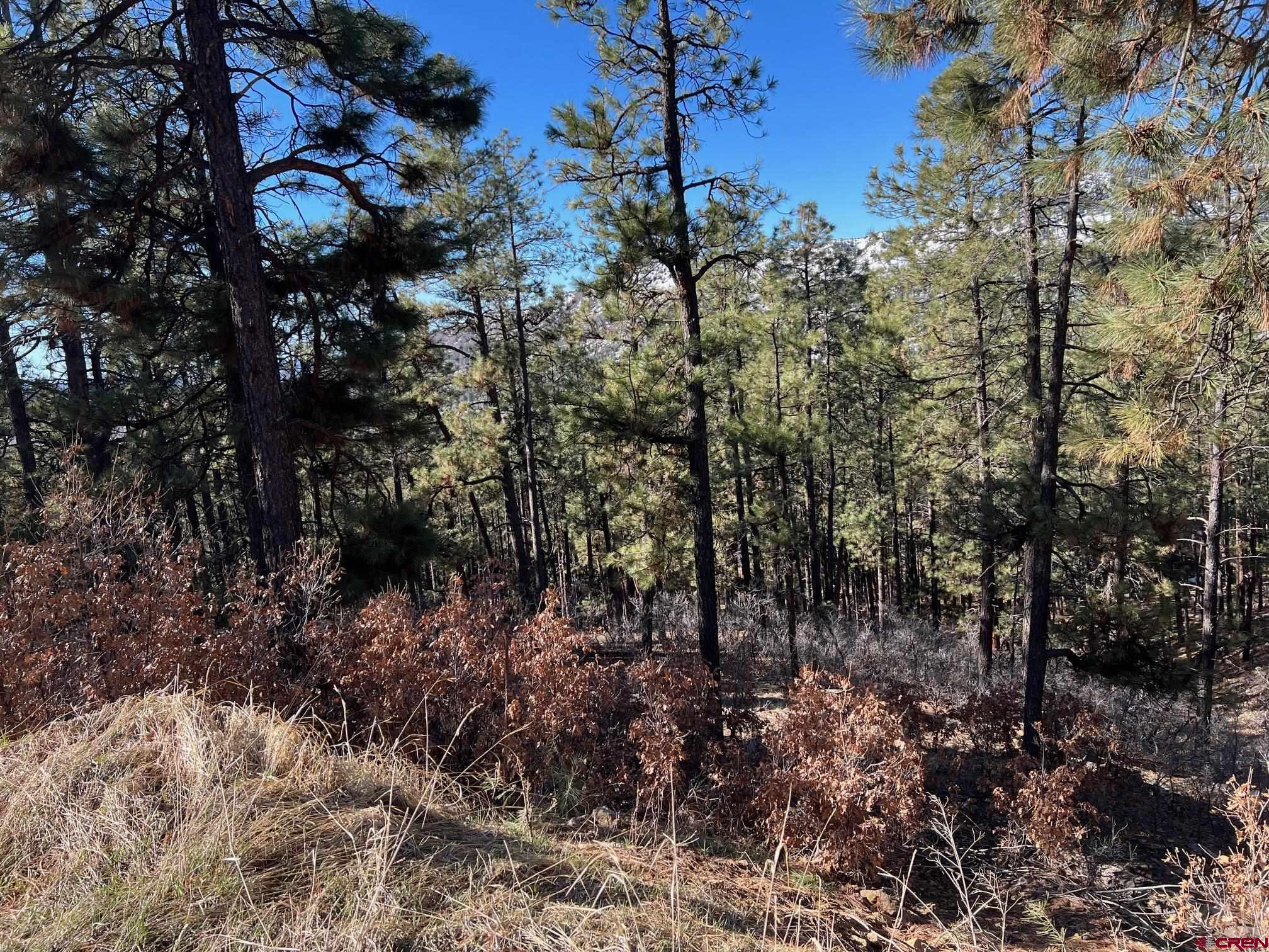 238 Deer Ridge Drive Bayfield, CO 81122 - Photo 14 of 16 a view of a forest with lots of trees