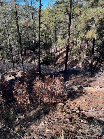 a view of a forest with trees