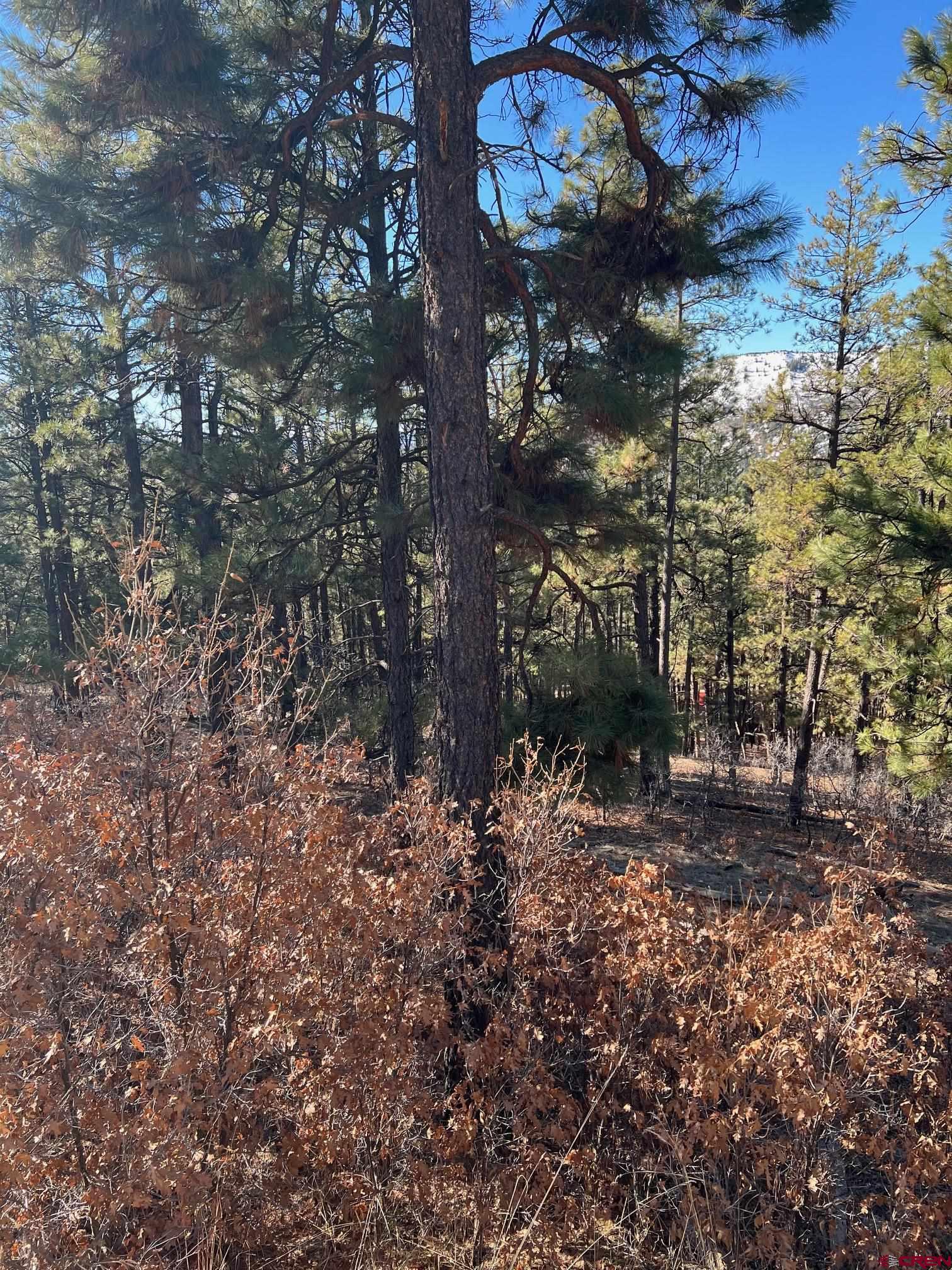 238 Deer Ridge Drive Bayfield, CO 81122 - Photo 3 of 16 a backyard of a house with lots of green space