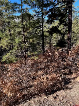 a view of a yard with plants and trees