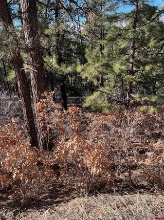 a view of outdoor space with trees