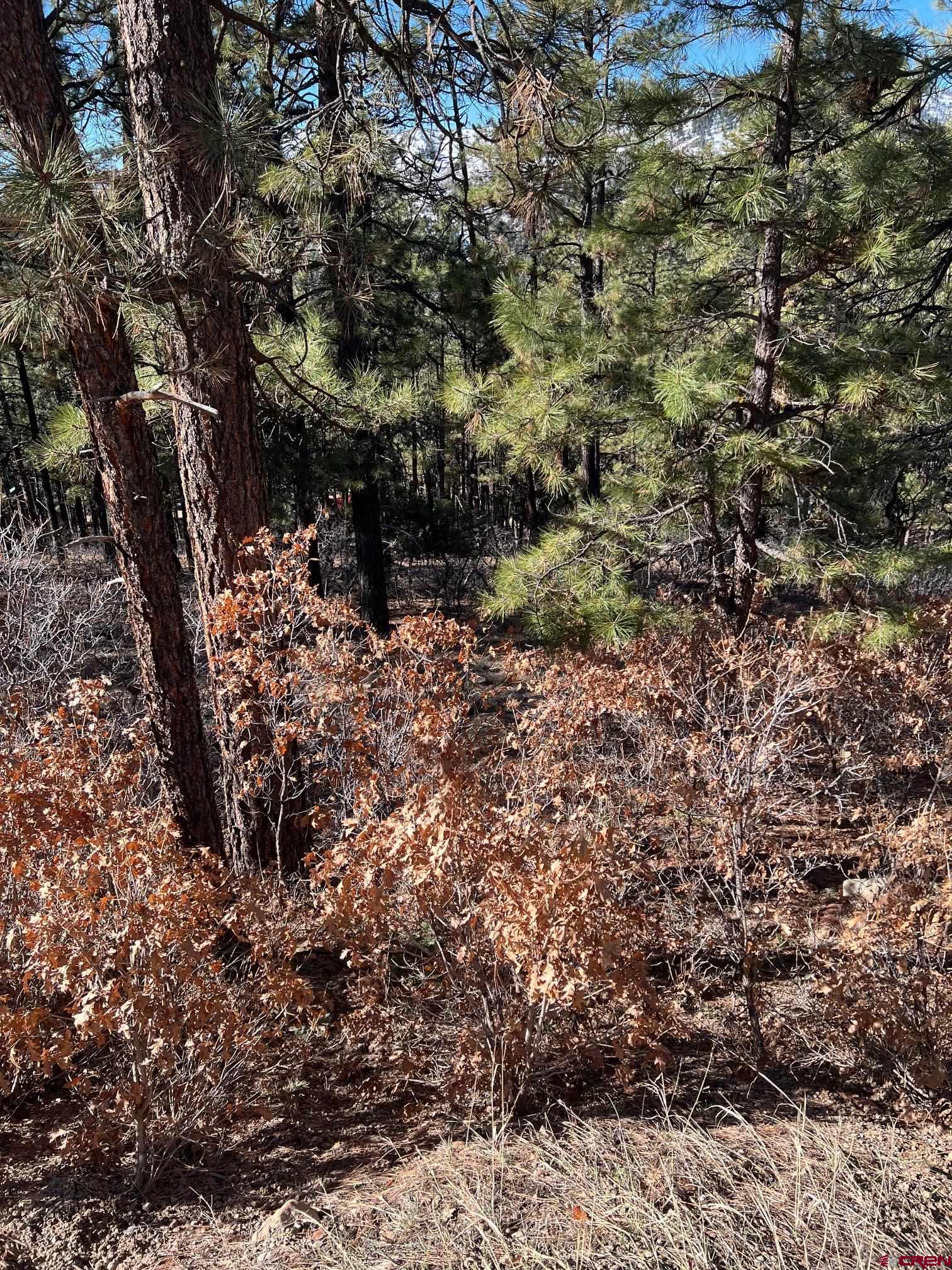 238 Deer Ridge Drive Bayfield, CO 81122 - Photo 5 of 16 a view of a yard with plants and trees