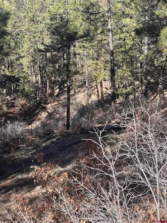 a view of a forest with trees