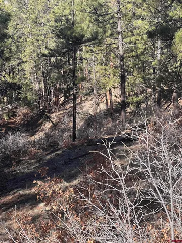 a view of a forest with trees