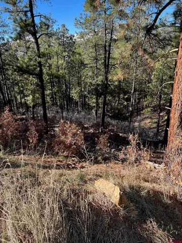 a view of a forest with trees