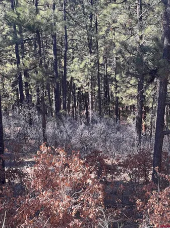 a view of a forest filled with trees