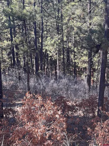 a view of a forest filled with trees