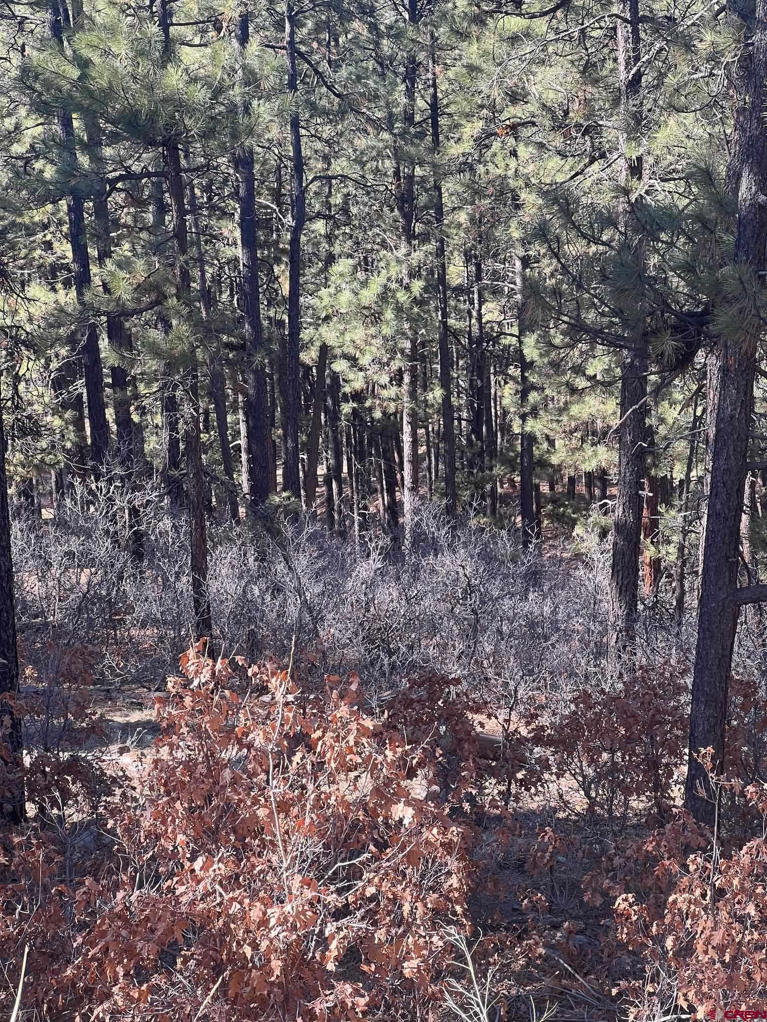 238 Deer Ridge Drive Bayfield, CO 81122 - Photo 10 of 16 a view of a forest with trees