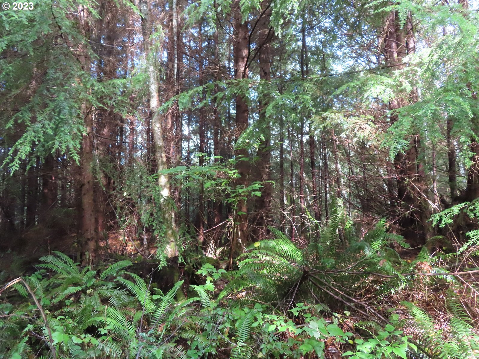 101 State Route, Unit 2 South Bend, WA 98586 - Photo 12 of 23 a backyard of a house with lots of green space