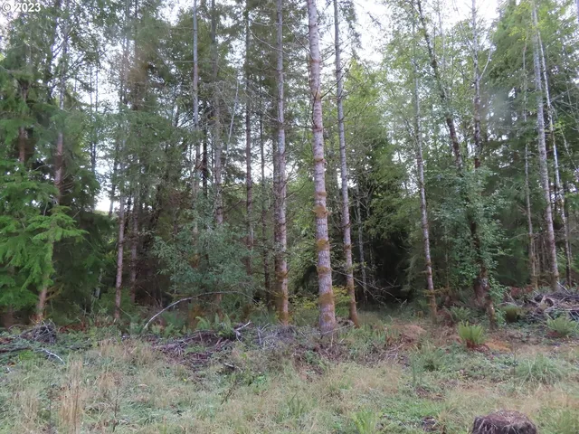 a view of a forest that has large trees